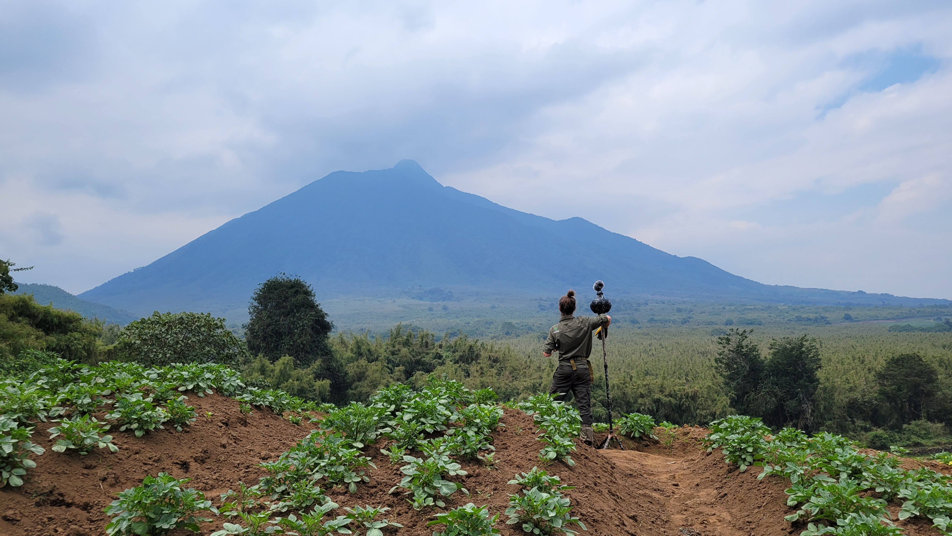 Person standing on a cultivated hill with green plants, facing a large forest and a mountain under a cloudy sky.