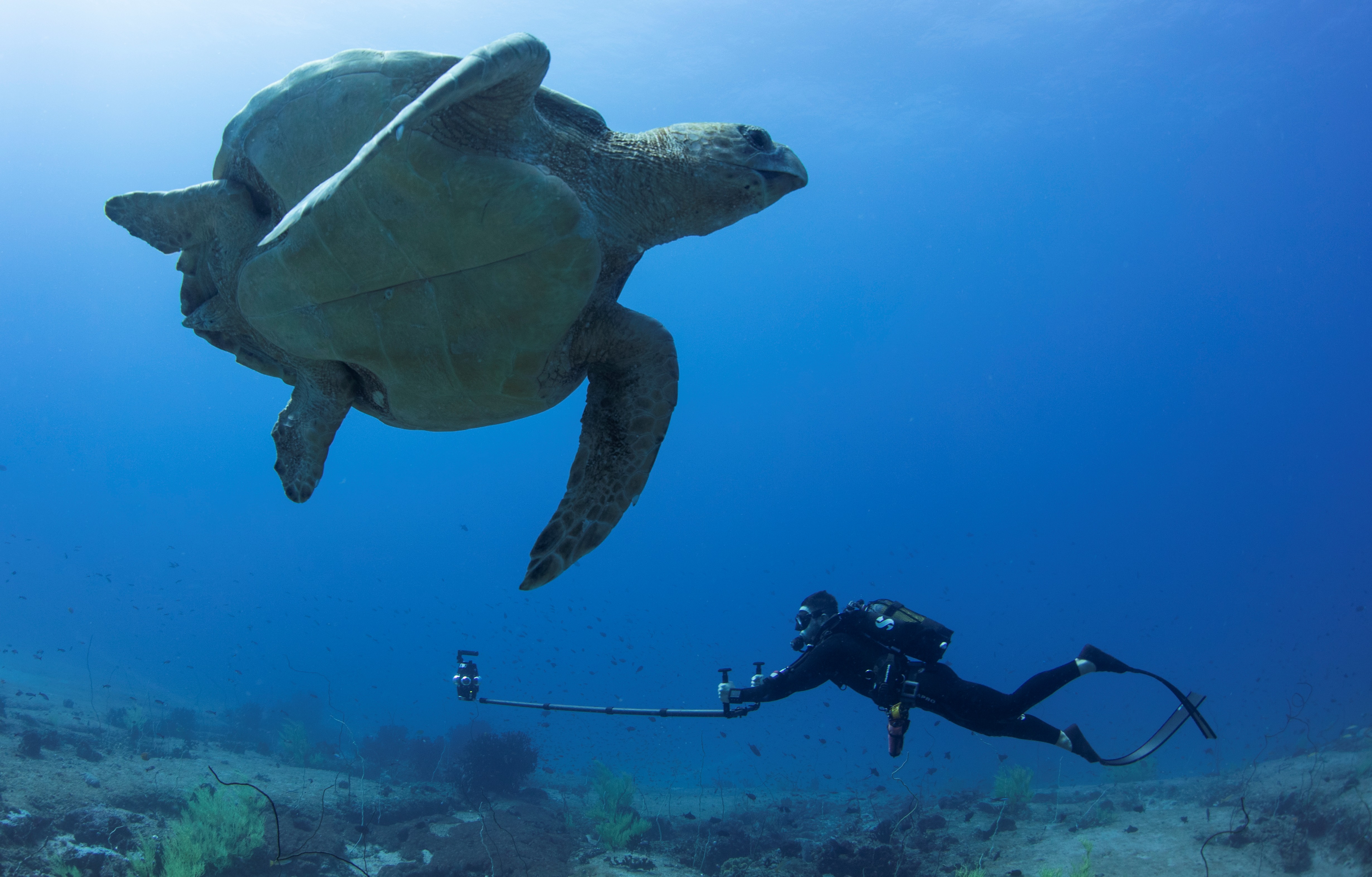 Diver underwater filming a large sea turtle swimming above the ocean floor.