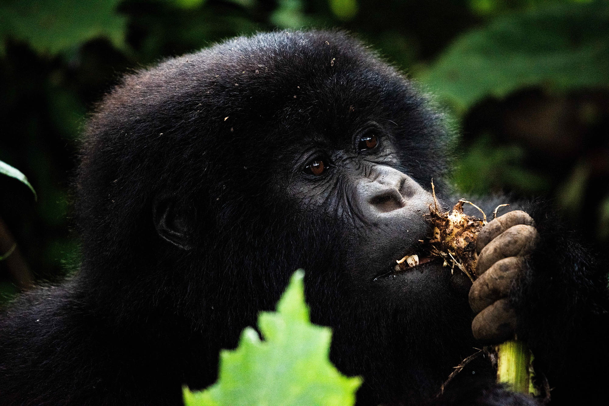 A young gorilla sitting among foliage, holding leaves in its hands.