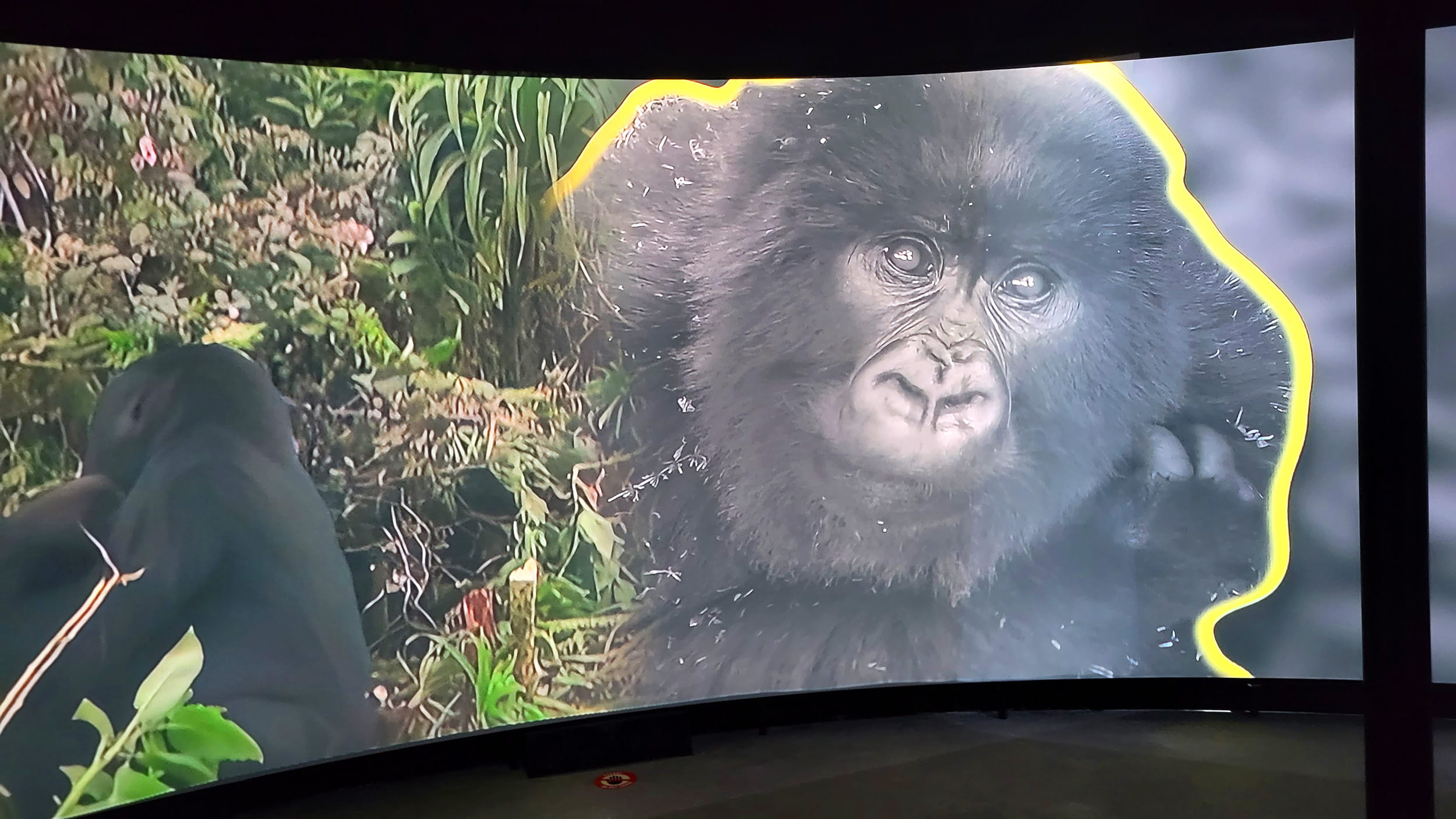 A close up of one of the gorillas from the virtual theatre experience  