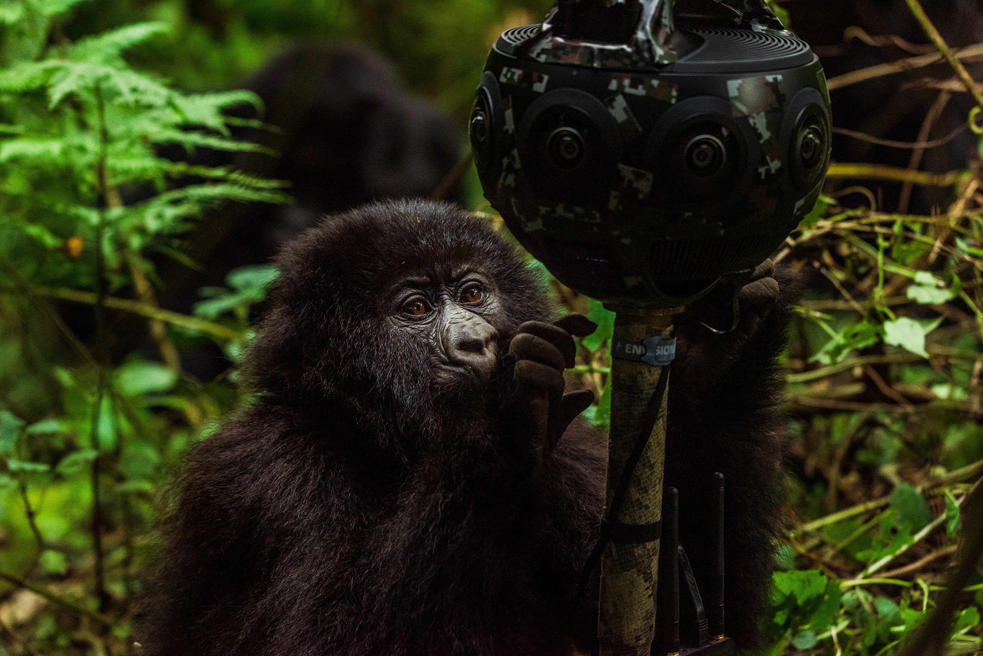 A gorilla curiously interacts with a 360-degree camera mounted in the forest during immersive field capture.