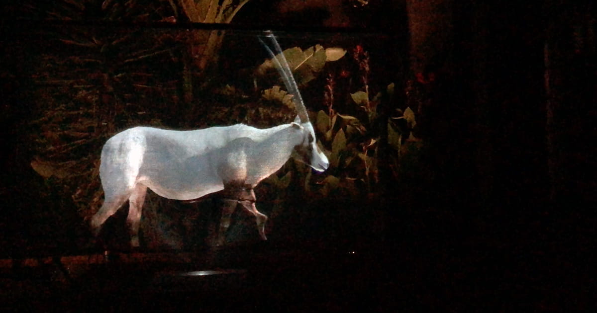 Illuminated white antelope with long curved horns walking against a dark background with foliage.
