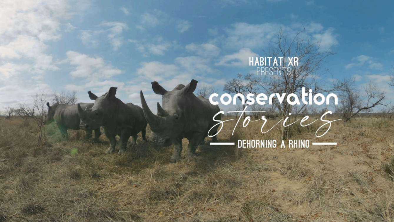 Four rhinos standing in dry grass under a partly cloudy blue sky with text overlay about rhino dehorning conservation story.