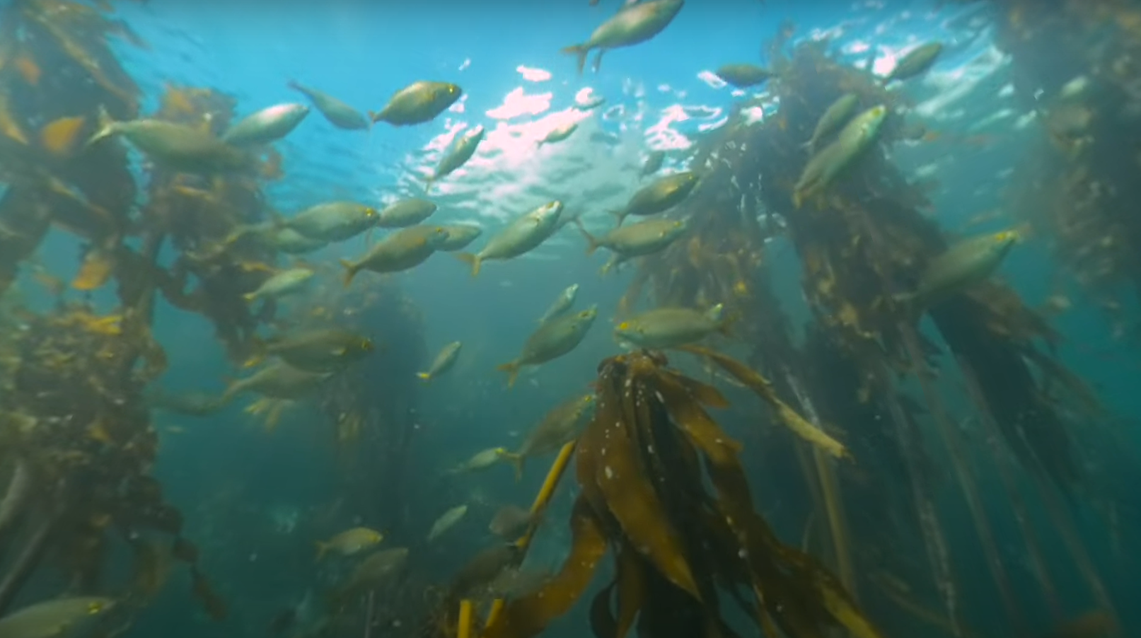 Underwater view of a school of small fish swimming among tall strands of seaweed in blue ocean water.